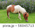a little horse on a grass field in a farm 56045713