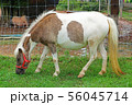 a little horse on a grass field in a farm 56045714