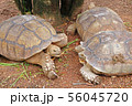 group of turtle eating a water spinach 56045720