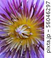 Close up pollen of purple lotus flower 56046297
