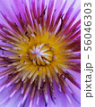 Close up pollen of purple lotus flower 56046303