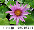 Close up purple lotus flower with green leaves  56046314