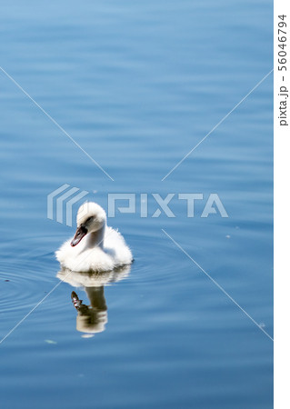 Swans in Pamvotida lake, Ioannina Epirus, Greece 56046794