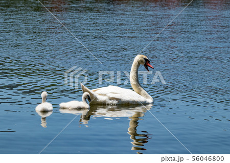 Swans in Pamvotida lake, Ioannina Epirus, Greece Swans in Pamvotida lake, Ioannina Epirus, Greece 56046800