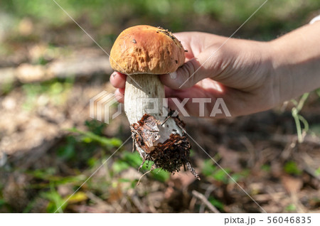 The girl holds porcini mushroom in her hands The girl holds porcini mushroom in her hands 56046835