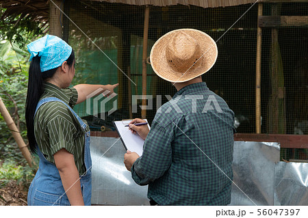 Asian Chicken Farmer is teaching and examining the 56047397