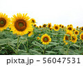 ひまわり畑 56047531