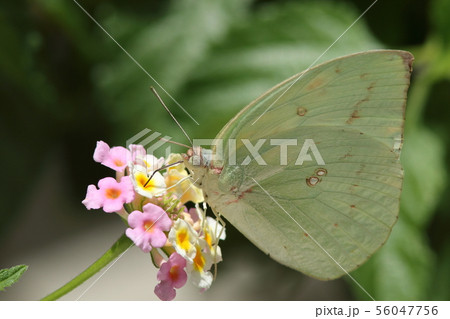 ランタナで吸蜜するウスキシロチョウ・ギンモン型 56047756