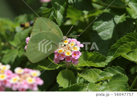ランタナで吸蜜するウスキシロチョウ・ギンモン型 ランタナで吸蜜するウスキシロチョウ・ギンモン型 56047757