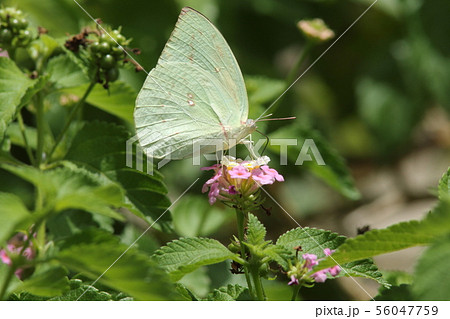 ランタナで吸蜜するウスキシロチョウ・ギンモン型 56047759