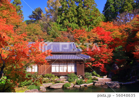 百済寺（滋賀県,東近江市）喜見院　庭園の紅葉 56048635
