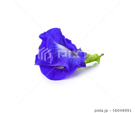 Butterfly Pea isolated on white background Butterfly Pea isolated on white background 56048991