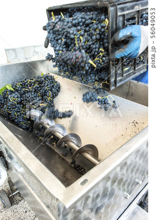 Grape crushing machine 56049053