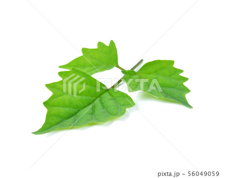 leaves on white background 56049059