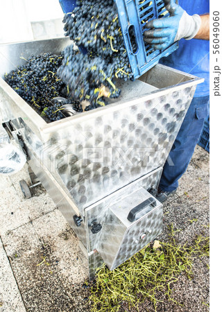 Grape crushing machine 56049060