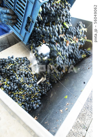 Grape crushing machine Grape crushing machine 56049062