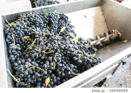 Grape crushing machine Grape crushing machine 56049069