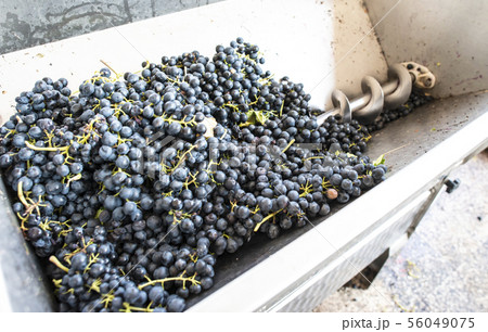 Grape crushing machine Grape crushing machine 56049075
