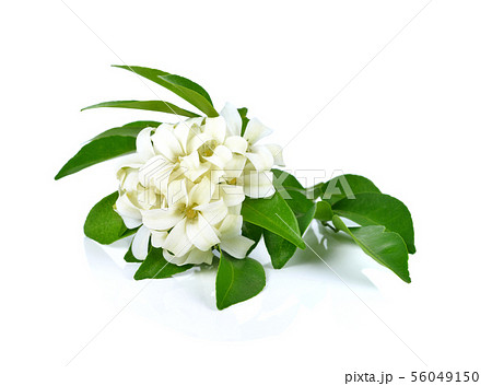 Andaman satinwood isolated on white background Andaman satinwood isolated on white background 56049150