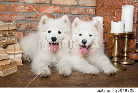 Two White fluffy Samoyed puppies dogs with book 56049509