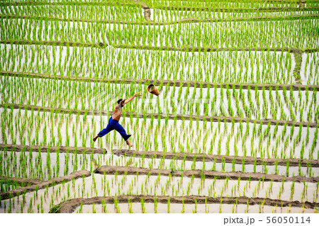 Local Asian man call Hmong jumping in rice field 56050114