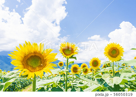 安曇野のひまわり畑のひまわり 56050319