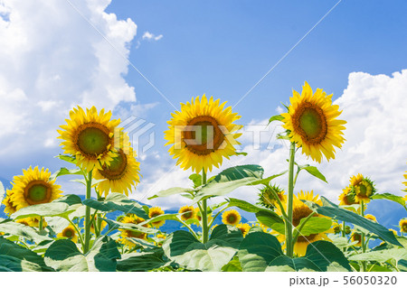 安曇野のひまわり畑のひまわり 56050320