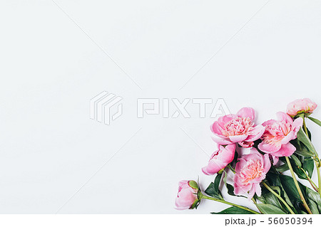 Floral flat lay frame of pink peony flowers Floral flat lay frame of pink peony flowers 56050394