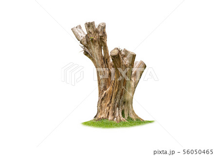 wood Stump isolated on white background with wood Stump isolated on white background with 56050465