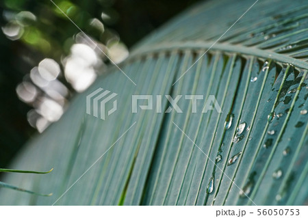 Shallow depth of field detailed photo, only drops of water in focus, dark green palm leaves with 56050753