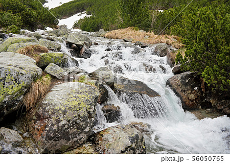 Small creek in mountains flowing over large rocks, low coniferous trees and remains of snow in 56050765