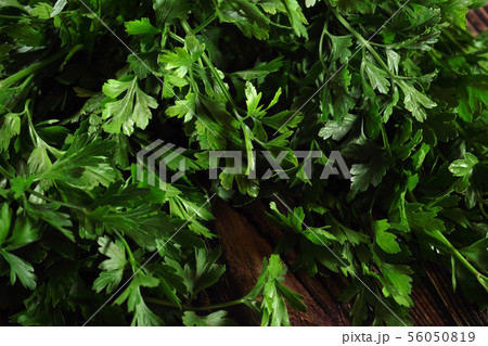 Bunch of fresh green parsley leaves on dark background Bunch of fresh green parsley leaves on dark background 56050819