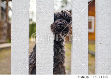 bBack schnauzer dog sitting waiting for owner near white fence. bBack schnauzer dog sitting waiting for owner near white fence. 56051300