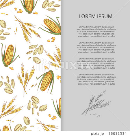 Hand drawn cereals corn wheat banner design 56051534