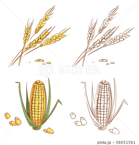 Hand drawn ears of wheat and corn isolated on white background 56051561