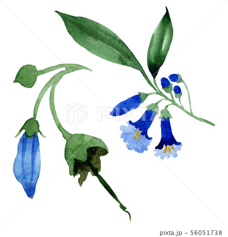 Blue brugmansia floral botanical flowers. Watercolor background set. Isolated brugmansia 56051738