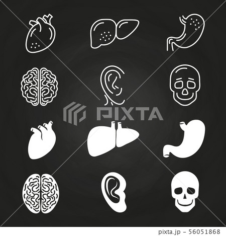 Line and outline white human organs 56051868