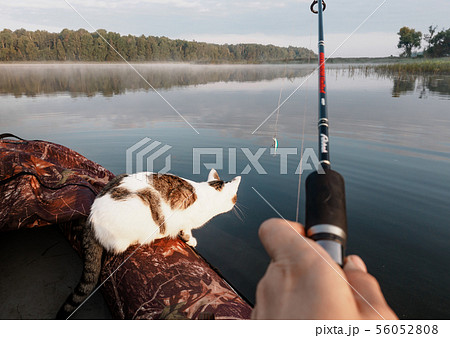 Domestic cat enjoys freedom outside the house on fishing with owners in the early morning in nature 56052808