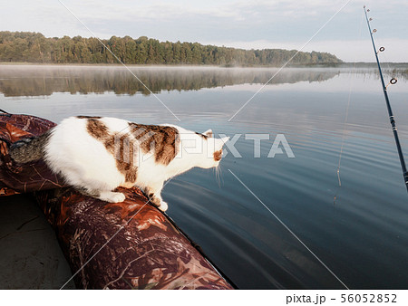 Domestic cat enjoys freedom outside the house on fishing with owners in the early morning in nature 56052852