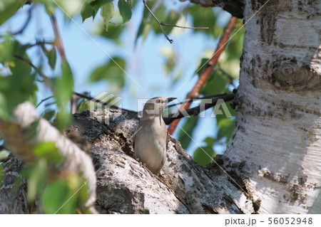 コムクドリ・メス 56052948