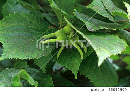 ツノハシバミの葉と実 福島県只見町 ツノハシバミの葉と実 福島県只見町 56052999