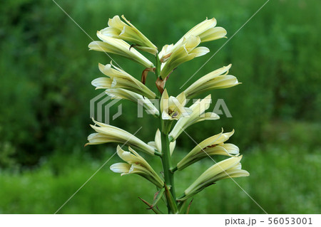 オオウバユリの花　福島県只見町 56053001