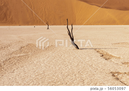Dead trees in Namibias Deadvlei. 56053097