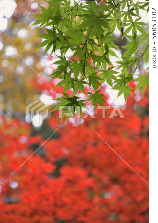 天城の秋 天城の秋 56053102