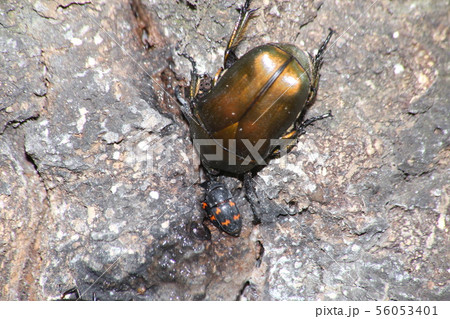 カナブンとヨツボシケシキスイ カナブンとヨツボシケシキスイ 56053401