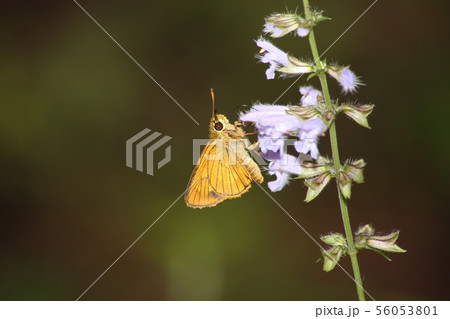 ヒメキマダラセセリ 56053801