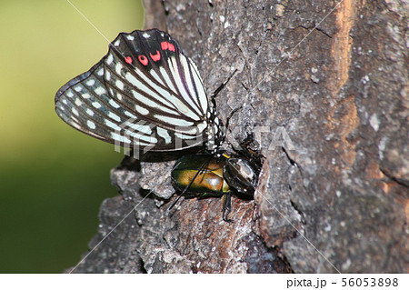 アカボシゴマダラとカナブン 56053898
