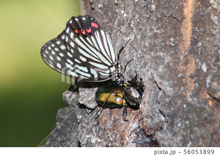 アカボシゴマダラとカナブン アカボシゴマダラとカナブン 56053899