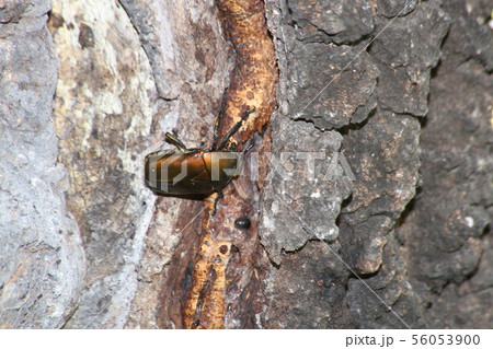 カナブン 56053900