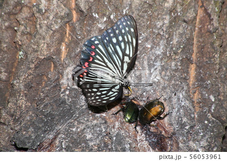 アカボシゴマダラとカナブン 56053961